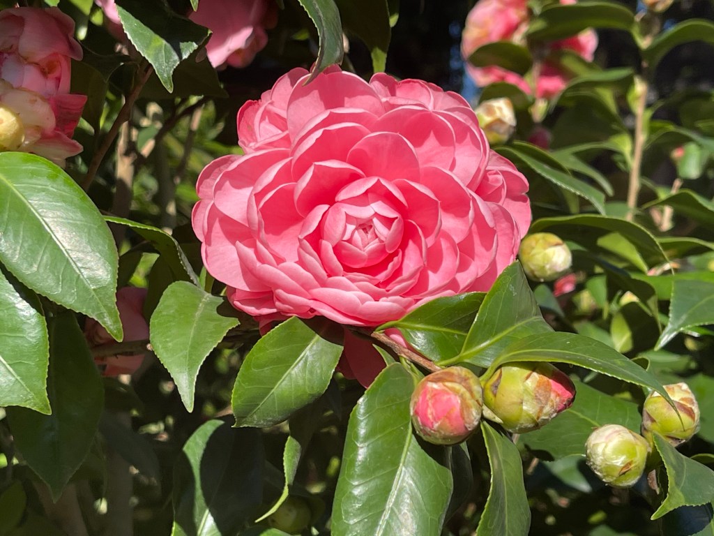 有時候一種花開的時間,也代表著一個節氣的來臨。南朝宗懍《荊楚歲時說》裡寫道:始梅花,終楝花,凡二十四番花信風。將二十四種花開分別對應二十四節氣,茶花作為小寒二候的花信使者,所以也是這個節氣相應的花朵,這時的花開得最盛最美。
茶花姿色美艷,枝葉茂盛,廣受大眾喜愛,2021臺北茶花展《春天印象》於1/8在陽明山花卉試驗中心正式開展,展期為期10天至1月17號。今年的茶花盆景主題為五寶,在現場展出一樹多色類、花色多變、花型變化大的草山五寶、彩虹五寶跟其他一樹多色茶花,也同時邀請陽明教養院院生展出色彩繽紛的「春天印象」畫作相搭配,喜歡茶花的朋友一定不要錯過!